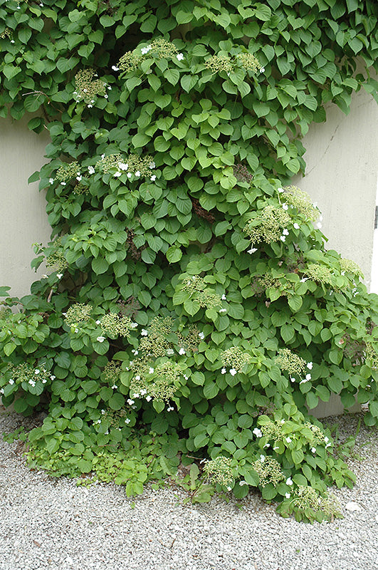 Climbing-Hydrangea