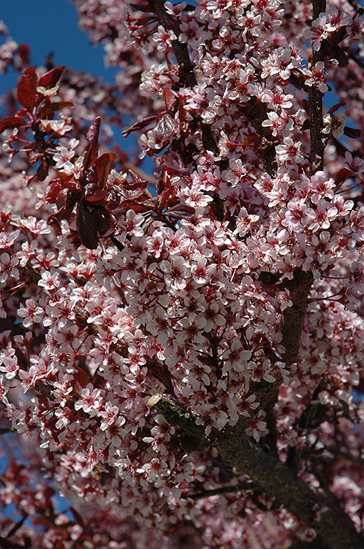 Thundercloud Plum