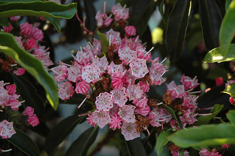 Nathan-Hale-Mountain-Laurel