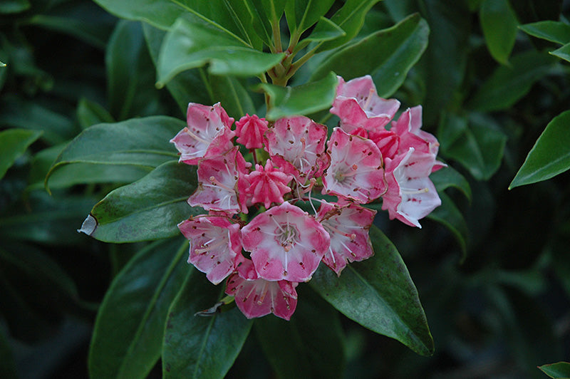 Olympic-Fire-Mountain-Laurel