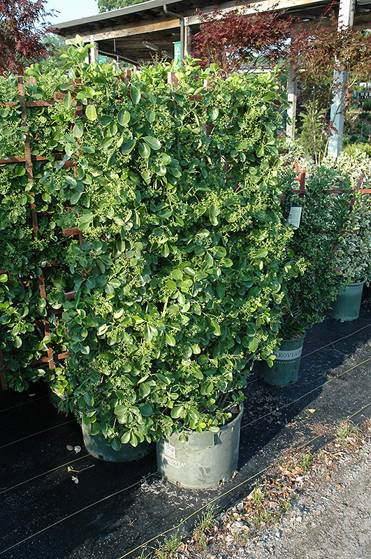 Manhattan-Spreading-Euonymus-2
