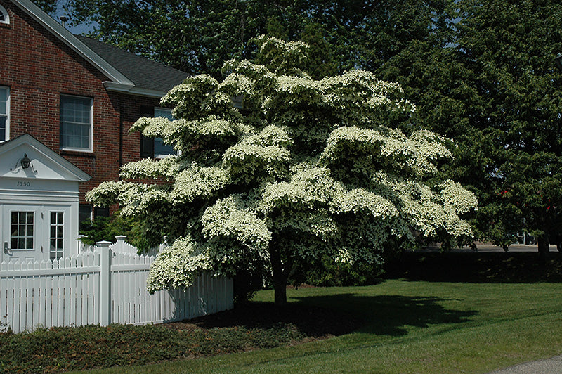 Kousa-Dogwood