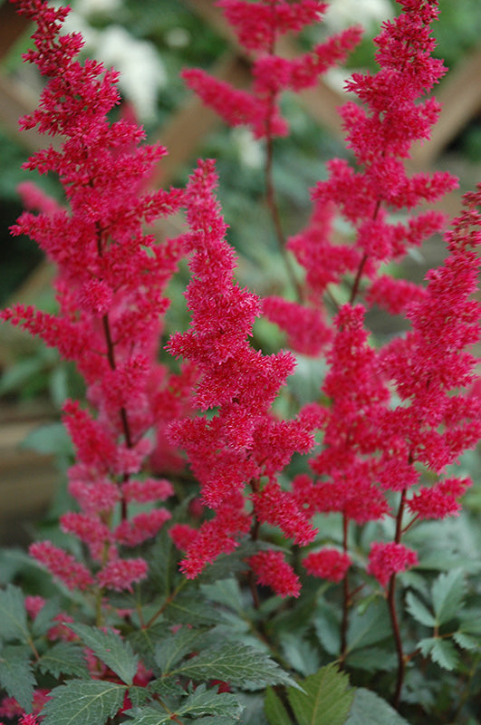 Fanal-Astilbe