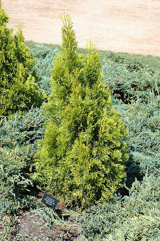 Smaragd-Yellow-#2-Arborvitae