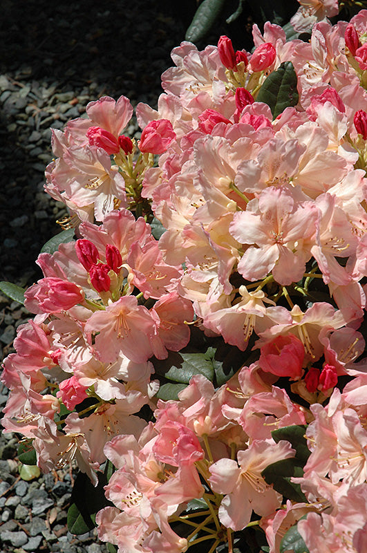 Percy-Wiseman-Rhododendron