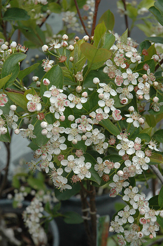 Viking-Chokeberry-2