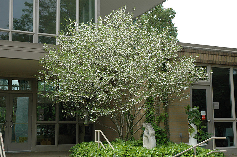 Japanese-Snowbell