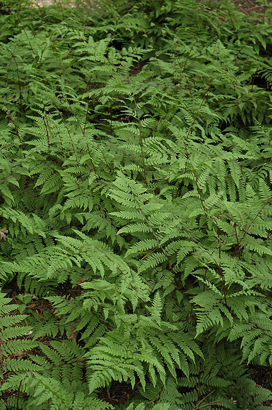 Lady Fern (#1)