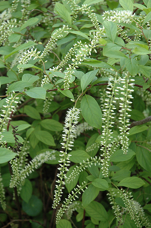 Henry's-Garnet-Virginia-Sweetspire