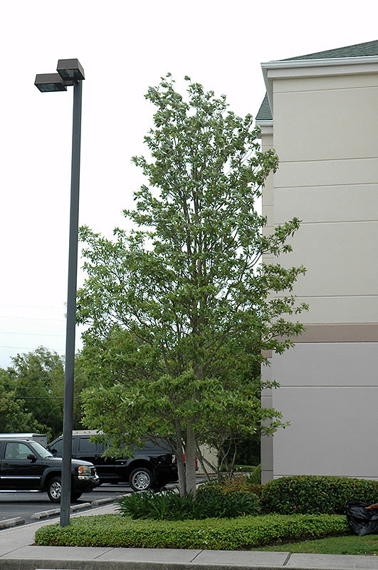 Sweetbay-Magnolia-2