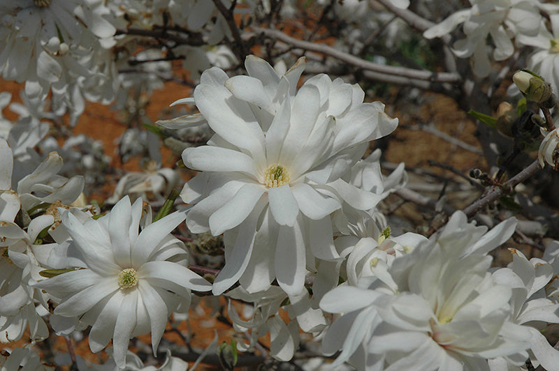 Royal Star Magnolia