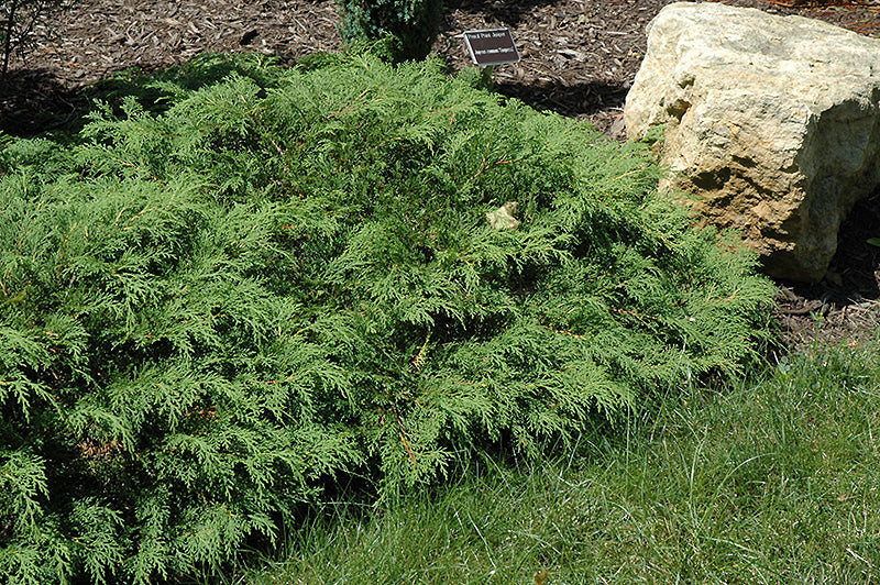 Russian-Cypress