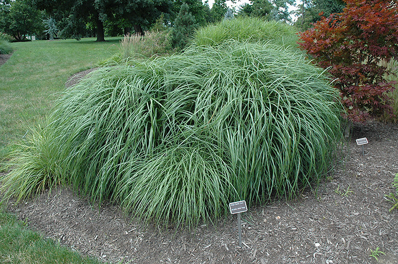 Adagio-Maiden-Grass-2