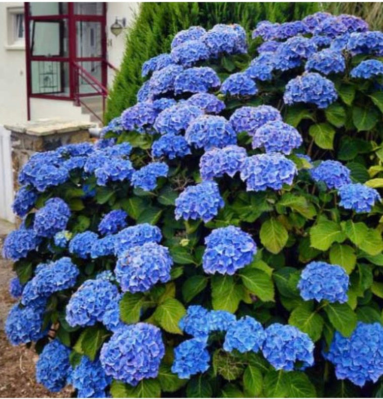 Forever Blue Hydrangea