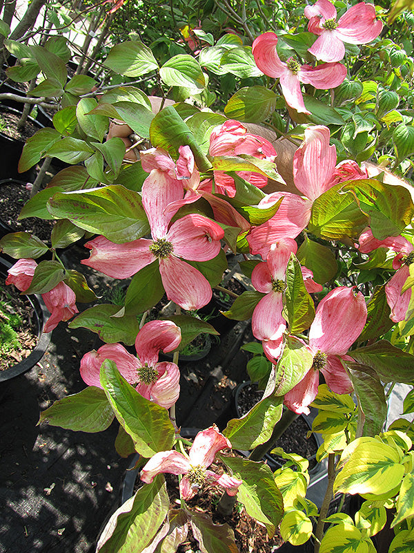 Powell’s-Peach-Flowering-Dogwood