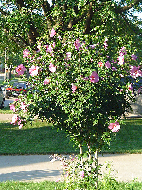 Aphrodite-Rose-of-Sharon-2