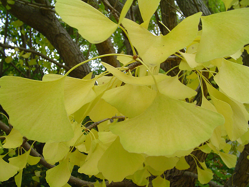 Autumn Gold Ginkgo