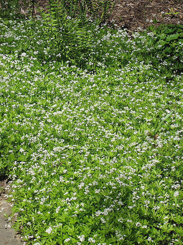 Sweet-Woodruff