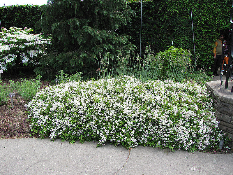 Nikko-Deutzia