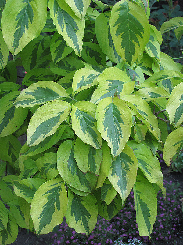 Cherokee-Sunset-Dogwood
