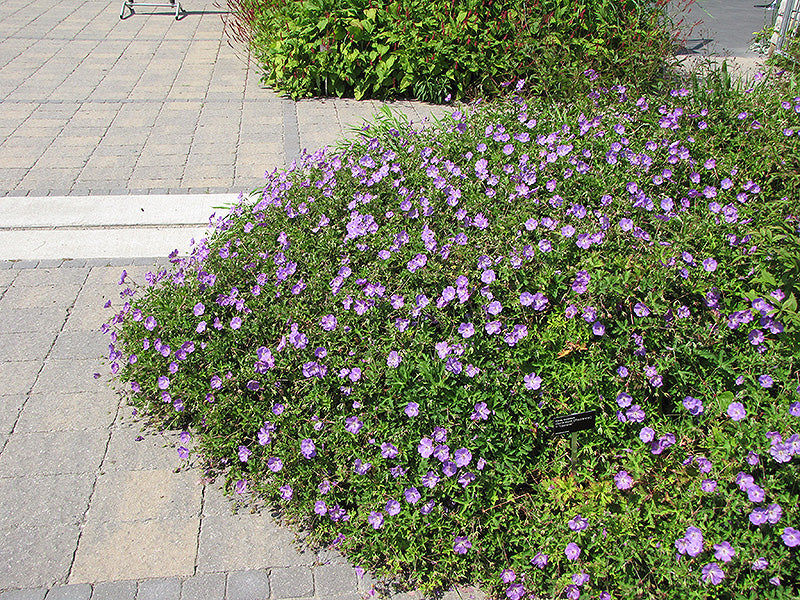 Rozanne-Cranesbill