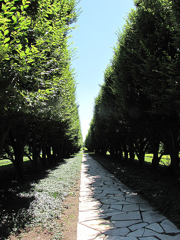 Pyramidal European Hornbeam