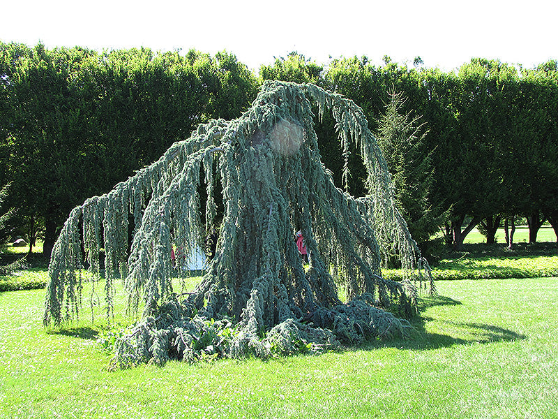 Weeping Blue Atlas Cedar