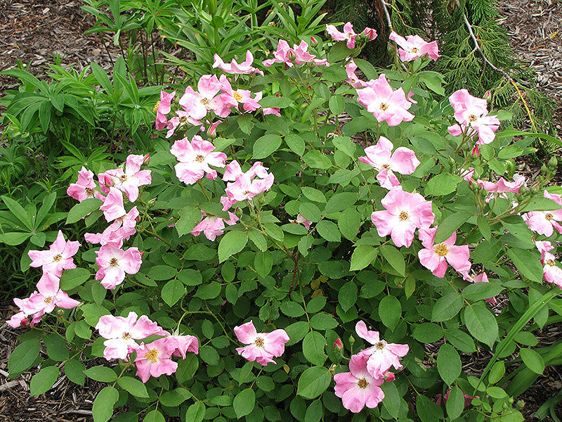 Rugosa-Rose