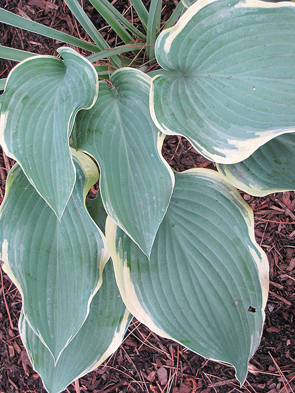 Regal Splendor Hosta