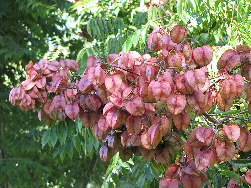 Golden-Rain-Tree