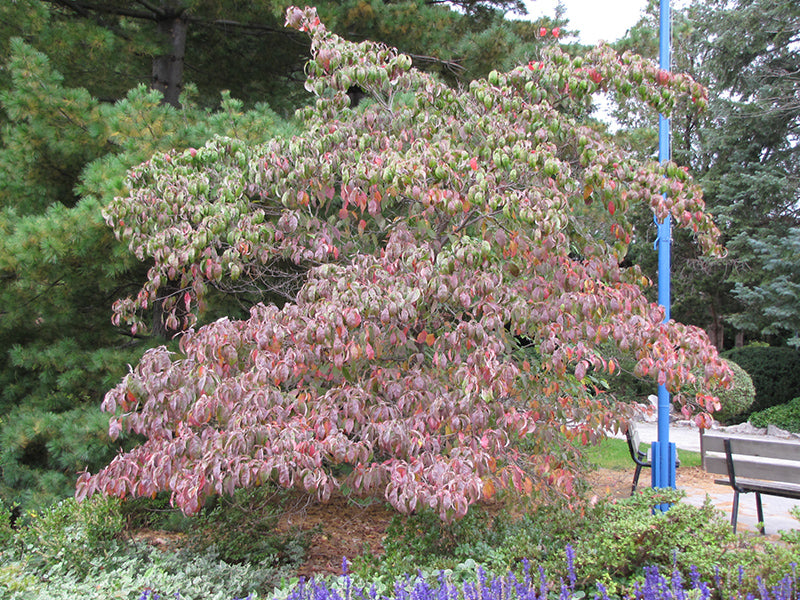 Isanti-Red-Twig-Dogwood