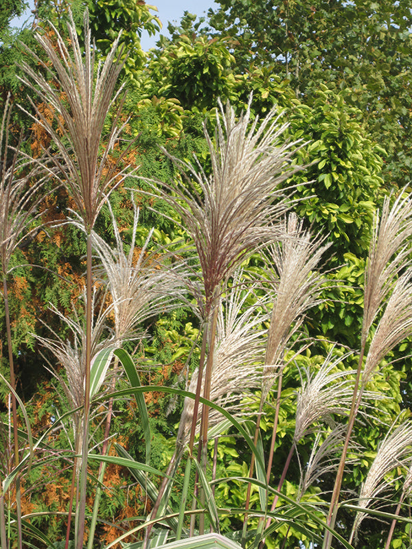 Variegated-Silver-Grass-2