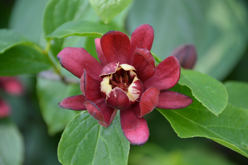 Simply-Scentsational®-Sweetshrub