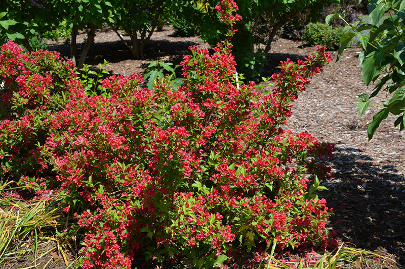 Sonic-Bloom®-Red-Reblooming-Weigela-2