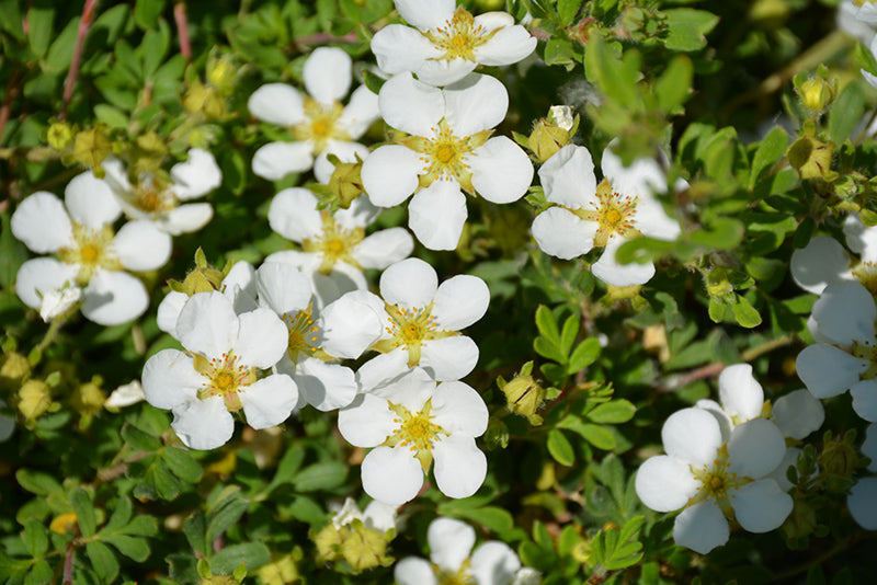Happy-Face®-White-Potentilla