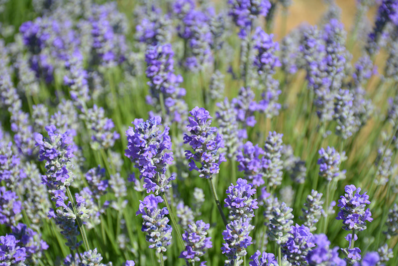 Munstead Lavender (#1)