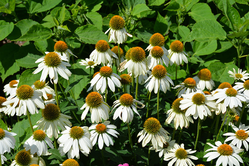 PowWow-White-Coneflower