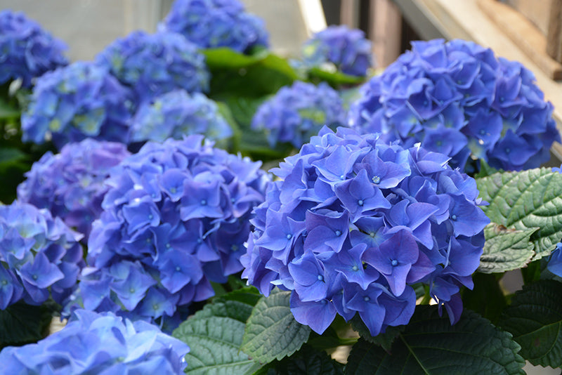 Blue-Diamond®-Hydrangea