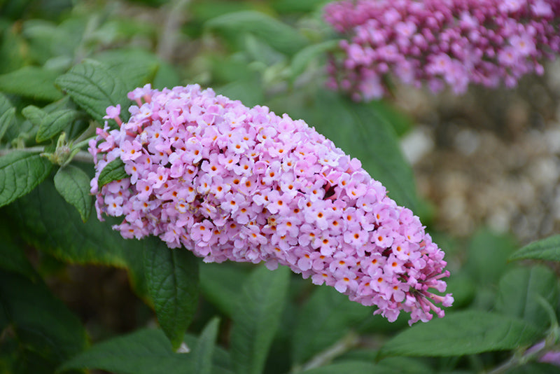 Pugster-Pink®-Butterfly-Bush