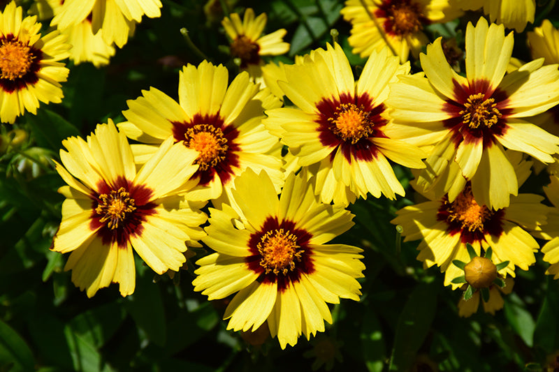UpTick™-Yellow-and-Red-Tickseed