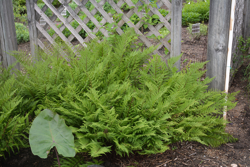 Lady-in-Red-Fern-(#1)