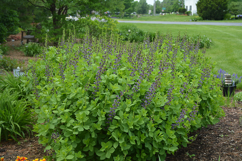 Indigo Spires False Indigo (#2)