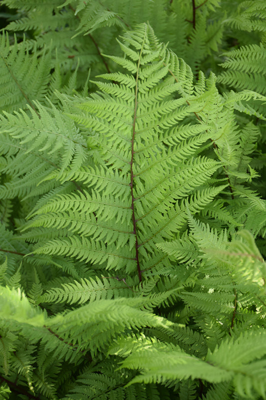 Lady in Red Fern (#1)