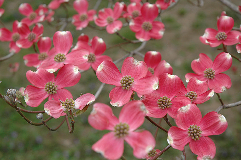 Cherokee Chief Dogwood