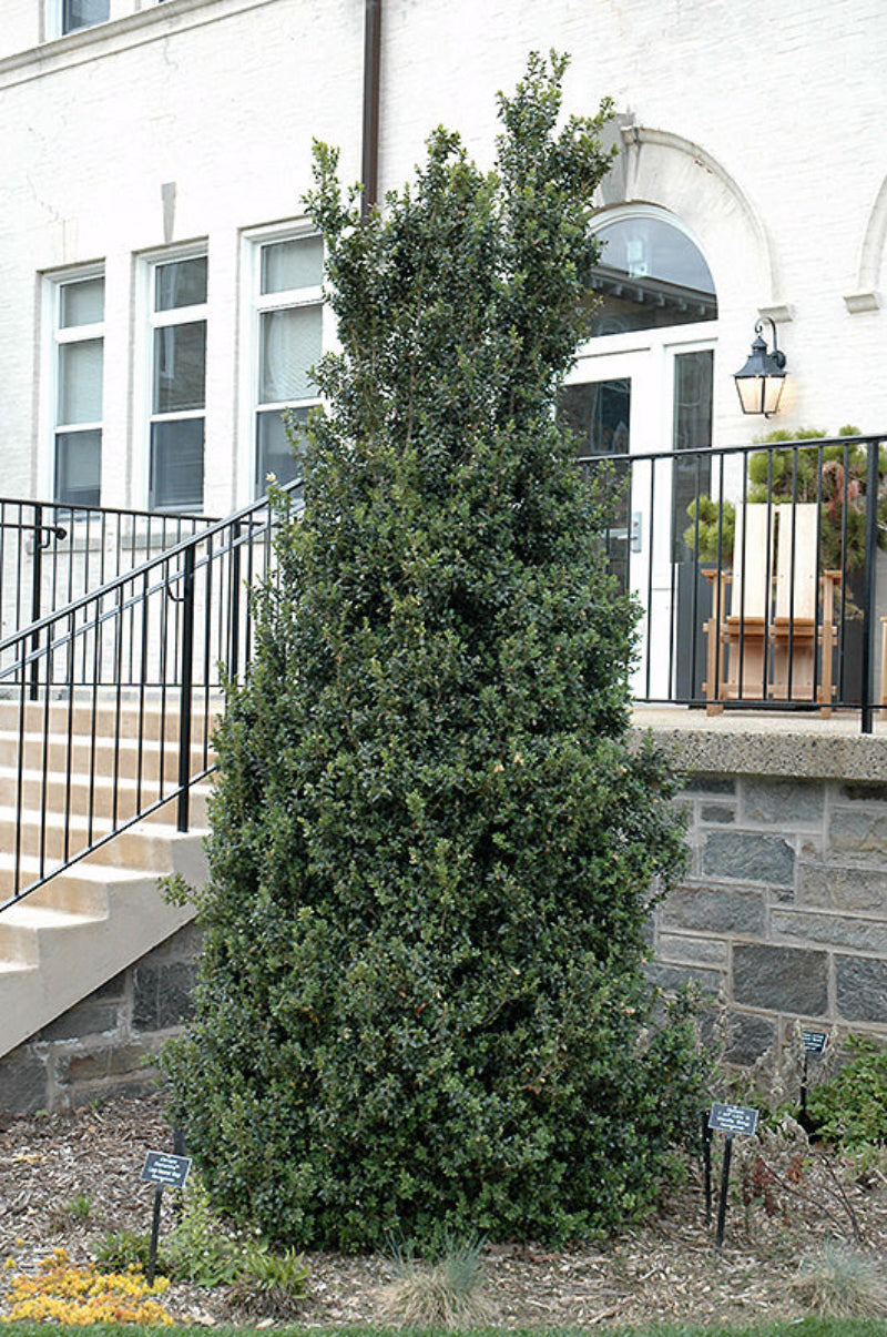 Dee-Runk-Boxwood