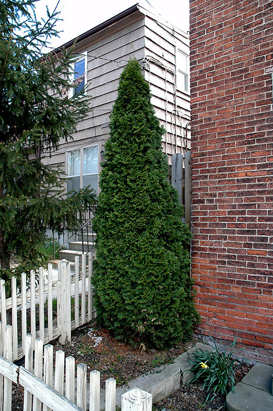 Nigra Arborvitae | Fast Growing Evergreen for Privacy Screens