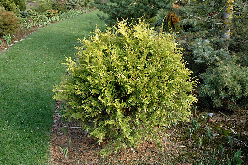 Golden-Globe-Arborvitae