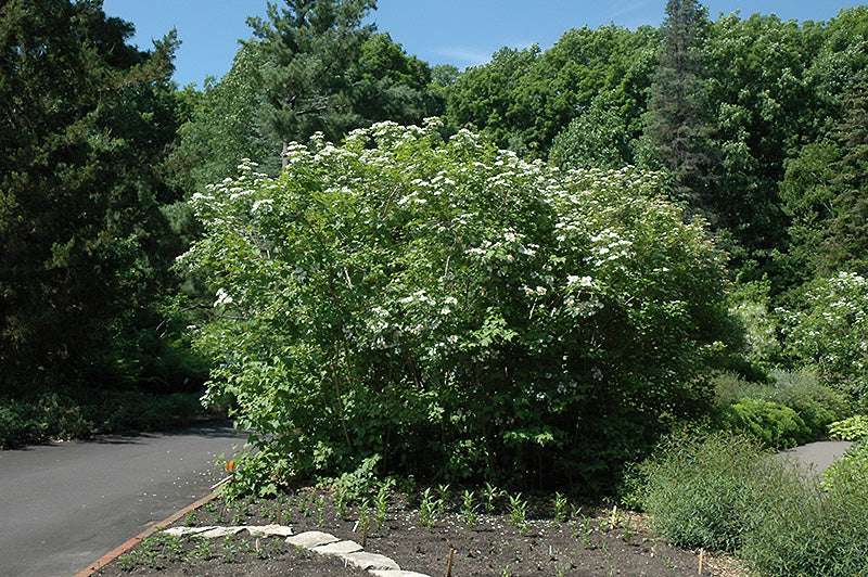 Wentworth Highbush Cranberry