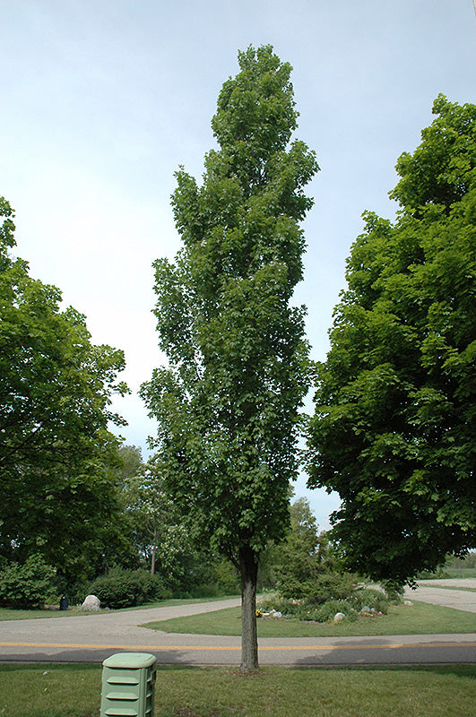 Armstrong-Maple
