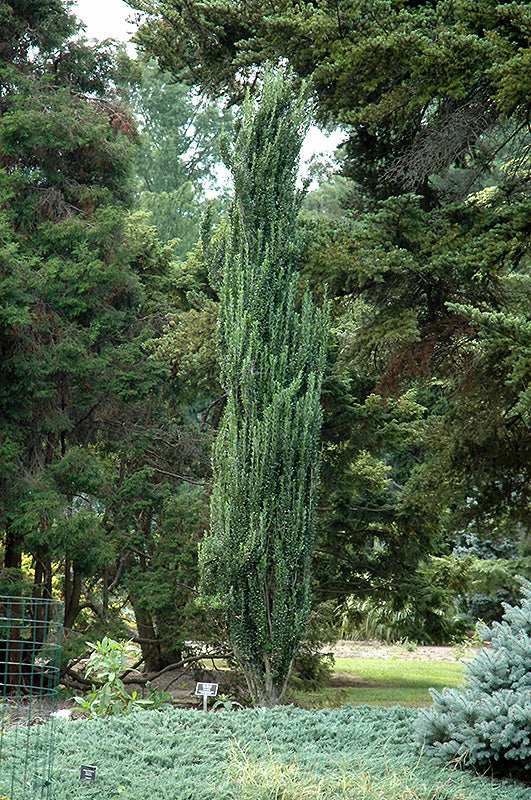 Sky-Pencil-Japanese-Holly